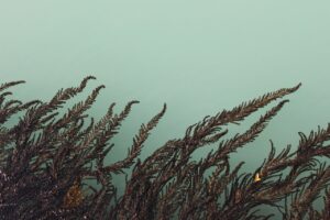 algae, beautiful, beauty