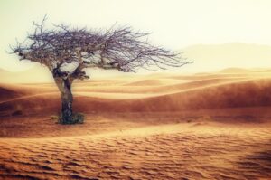 desert, drought, landscape